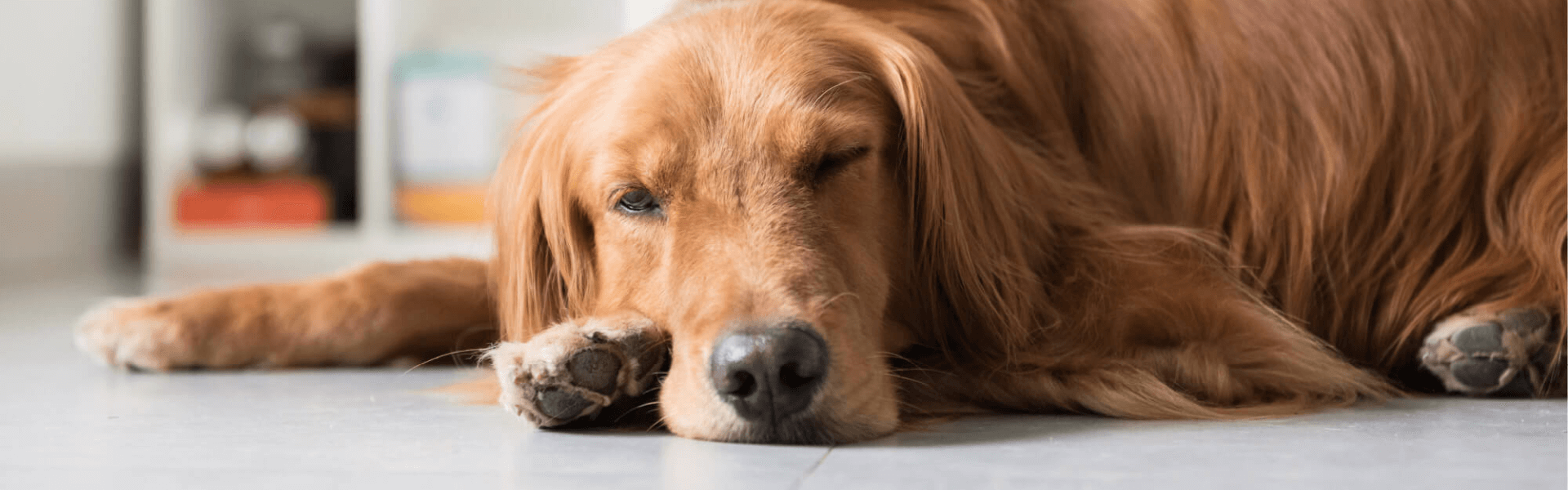 A dog enjoying tiled heated flooring