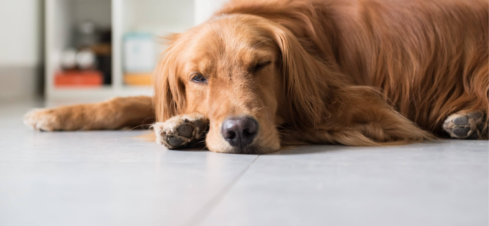 A dog enjoying tiled heated flooring