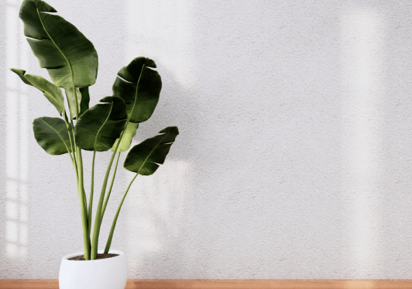 A freshly laid liquid screed floor with a monstera plant in a pot