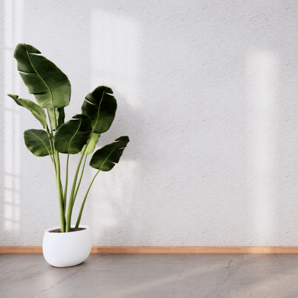 A freshly laid liquid screed floor with a monstera plant in a pot